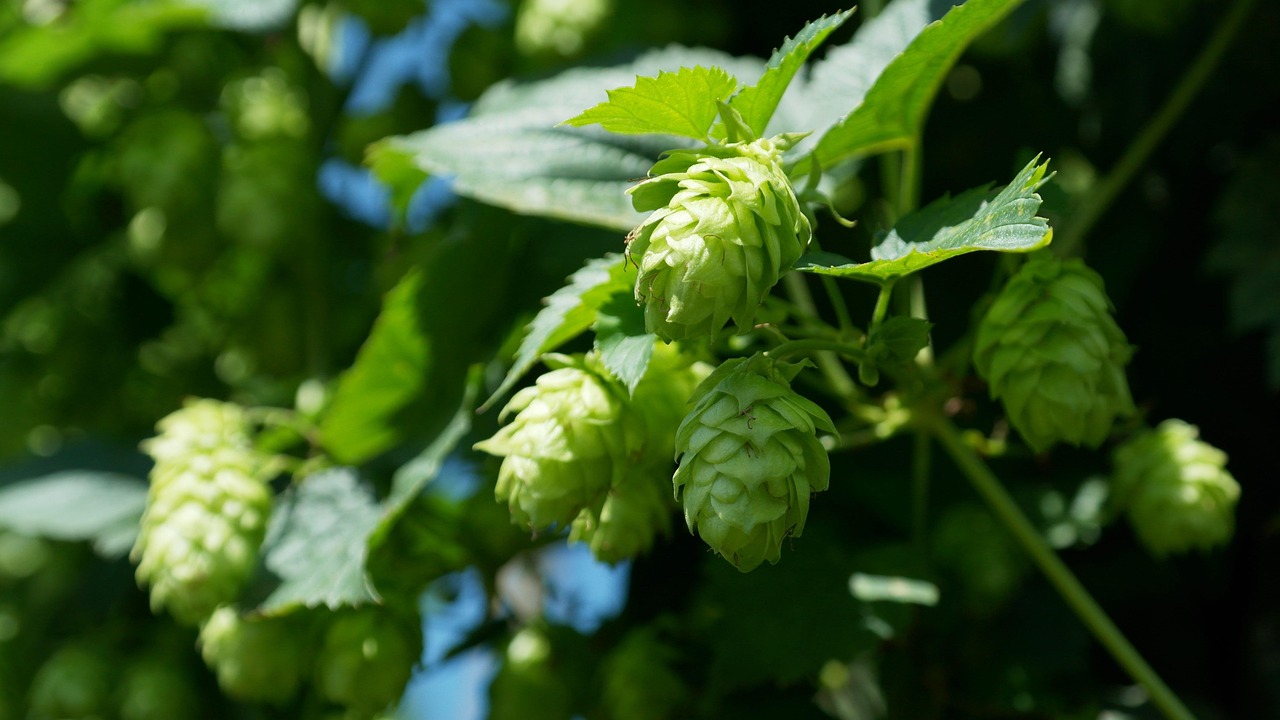 hop vines, hop, hop garden, holledau, hallertau, bavaria, brew, beer, green, hopfendolde, hop, hop, hop, hop, hop, beer, beer, beer, beer